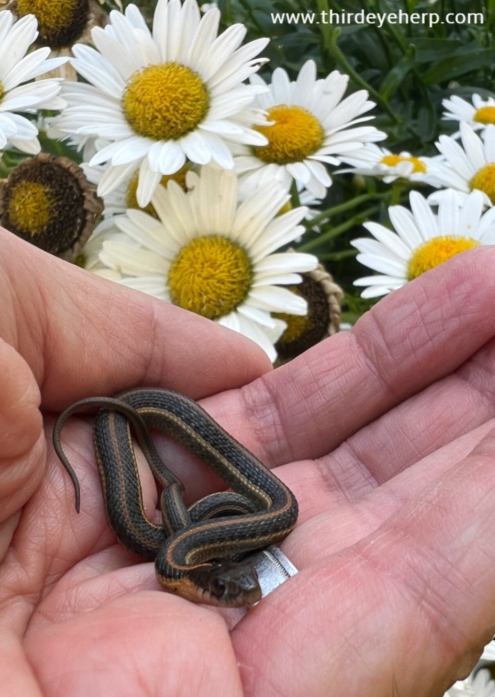 Aquatic Garter Snake